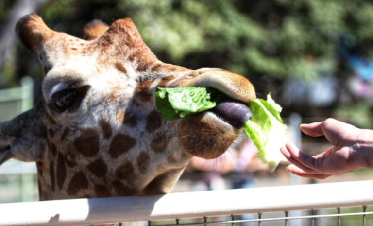 Member engagement pays off at Denver Zoo Conservation Alliance