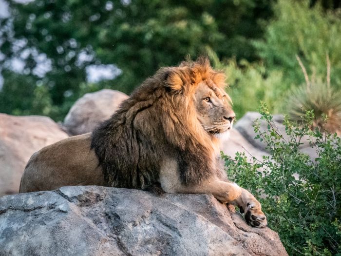 A lion sits on a rock at the Denver Zoo