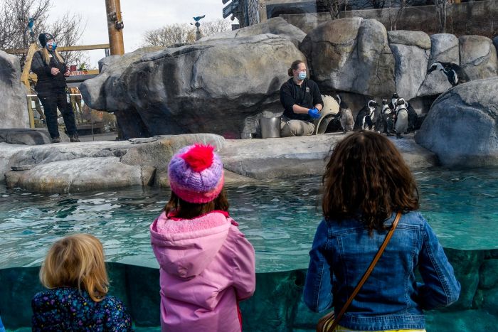 Three young guests stand in front of the penguin enclosure at Denver Zoo Conservation Alliance while staff feed the penguins.