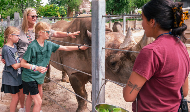 Three guests pet a rhino as a Denver Zoo tour guide in a red shirt supervises.