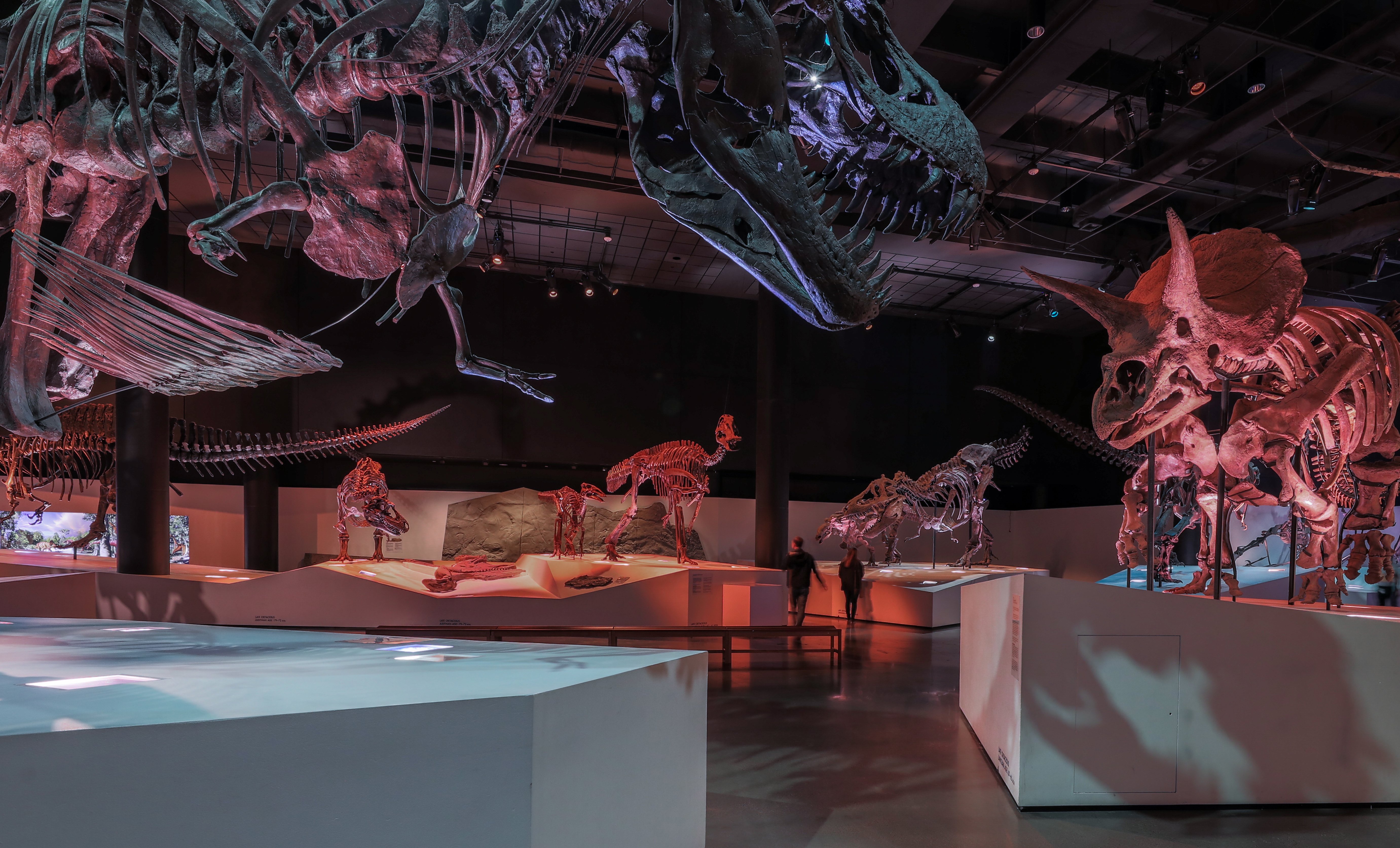 Making membership easy at the Houston Museum of Natural Science