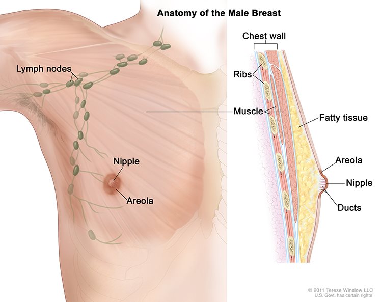 Anatomy of Male Breast