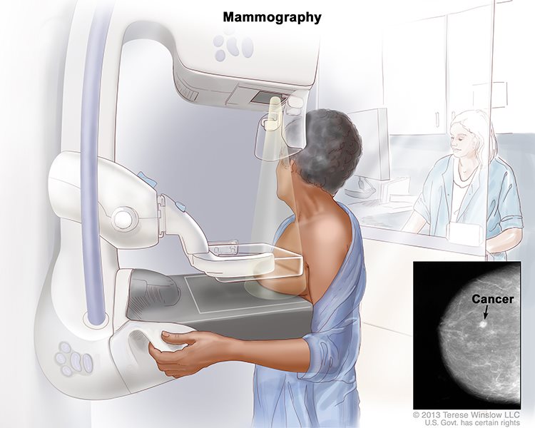 Anatomy of Male Breast