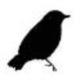 Blackbird