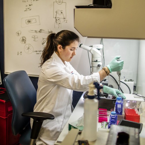 A researcher in the Cullen Lab working at a station.