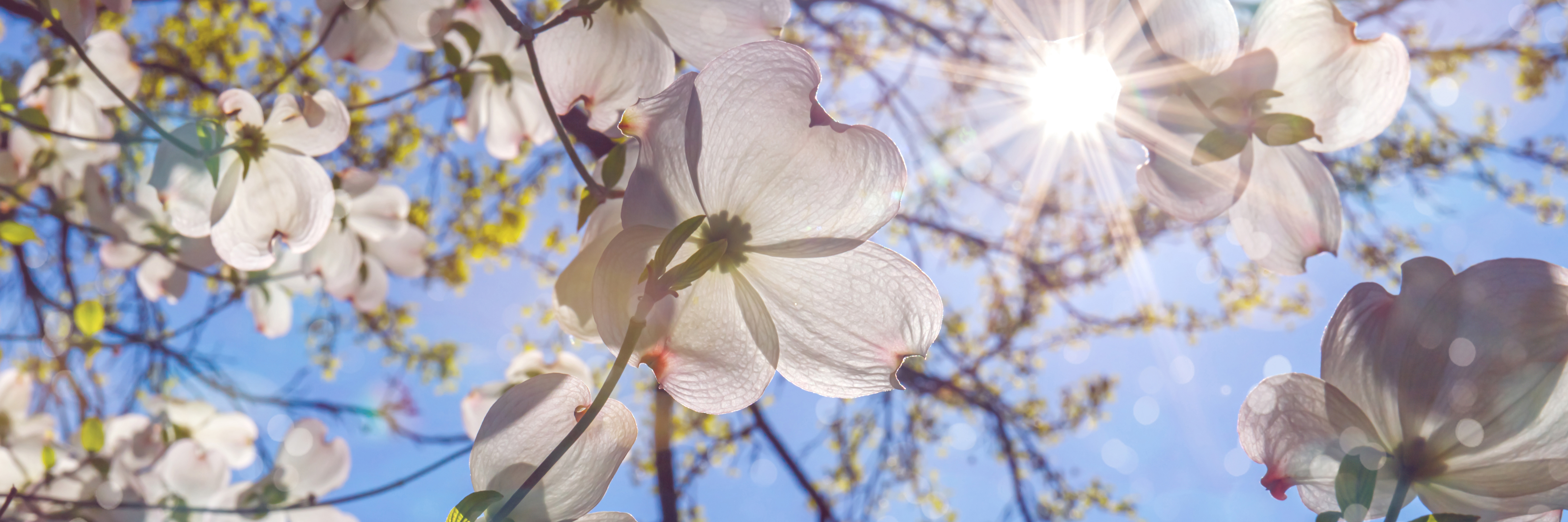 Dogwood tree and flower