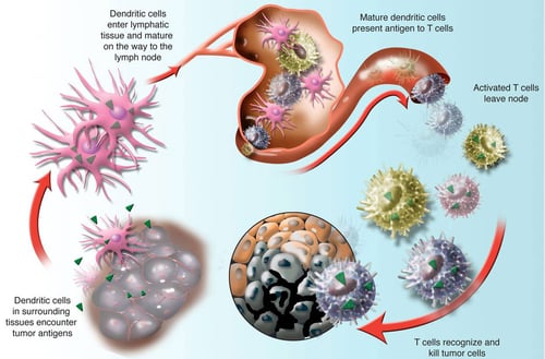 Immunotherapy illustration