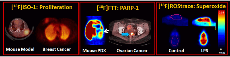 Imaging of PARP-1 expression in tumors