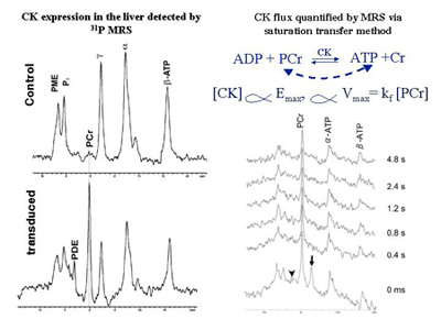 Creatine kinase (CK) expression in the mouse liver detected by in vivo