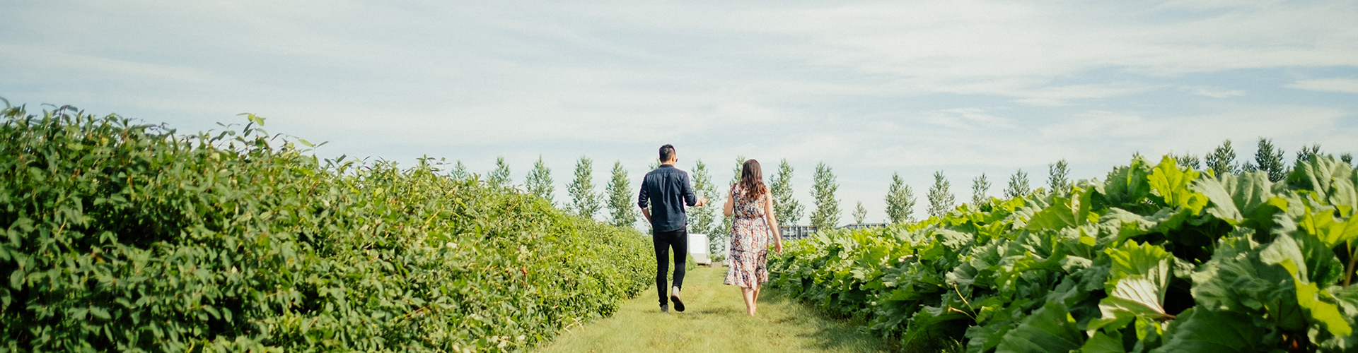 A man and a woman walking down a grassy path between fields of leafy green plants.