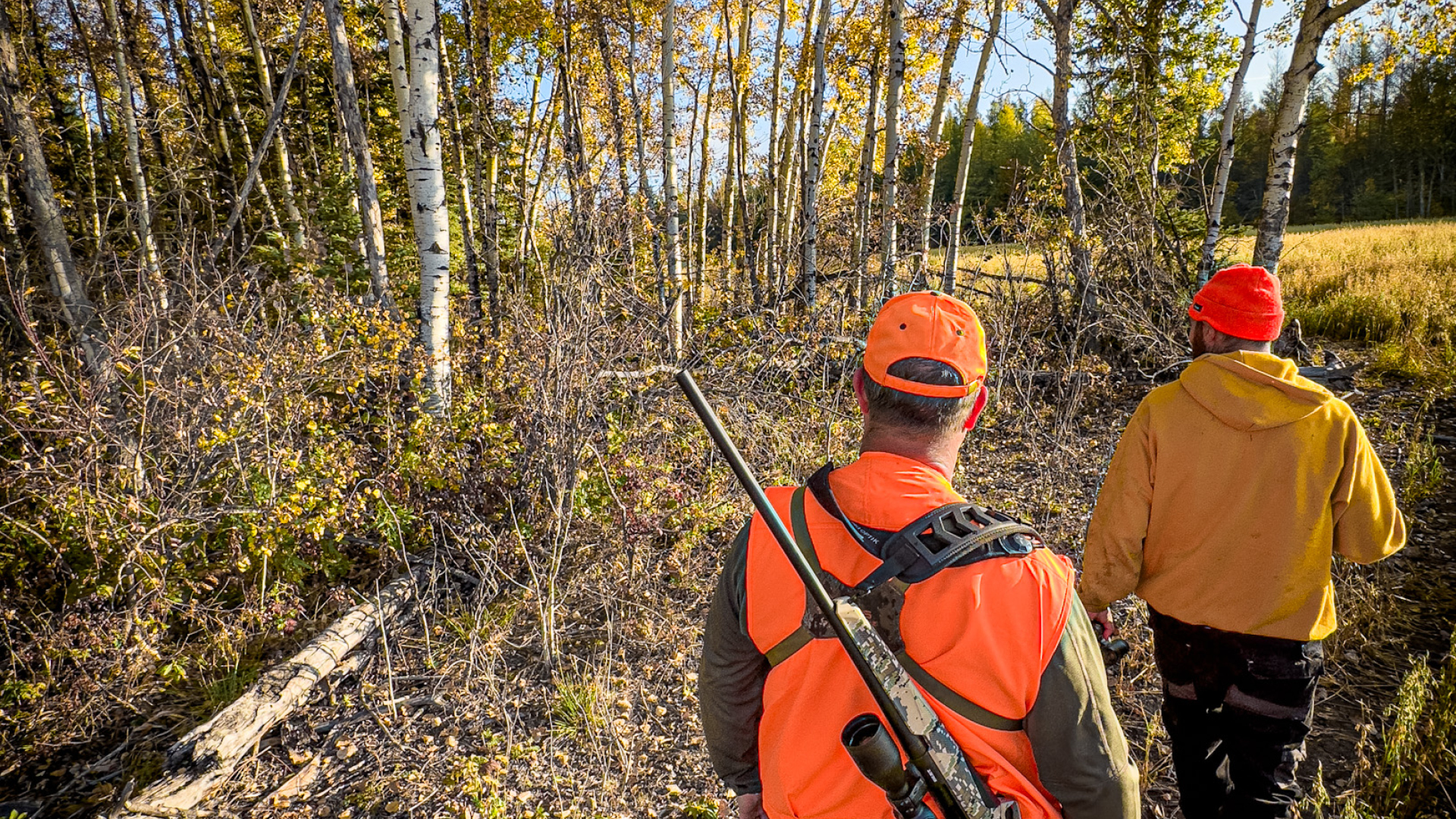 Black Bears and Canada Geese