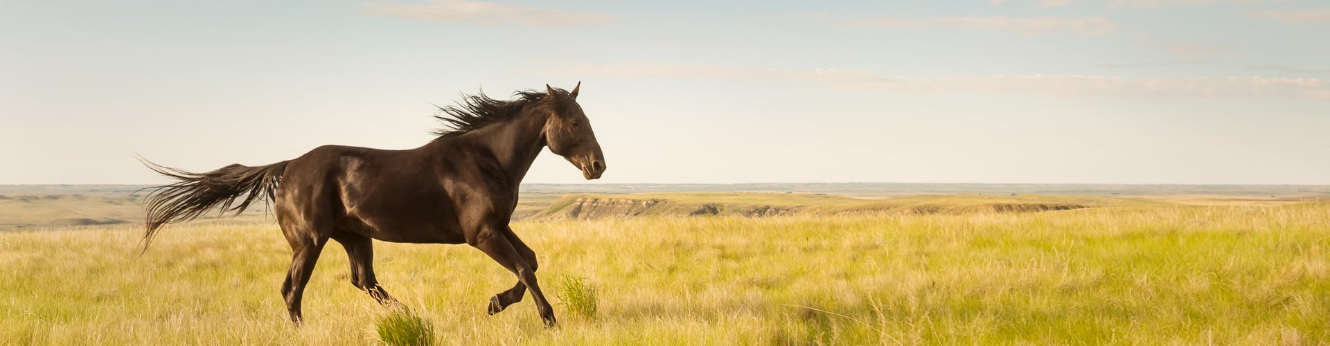 Grasslands horse run wild banner image