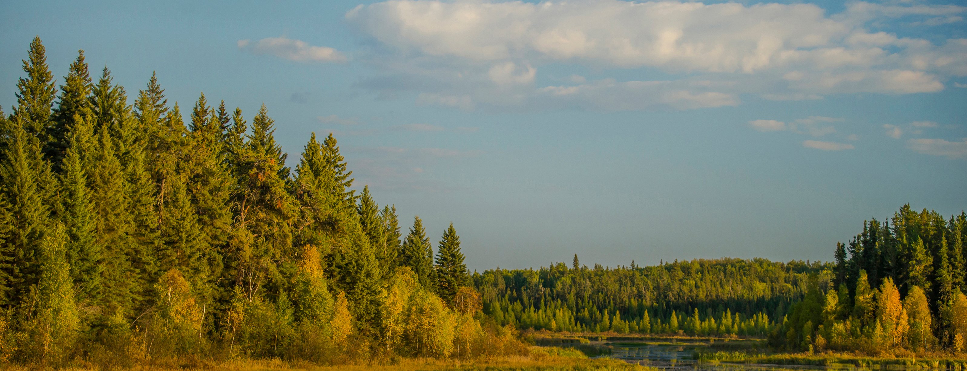 Northern late day light