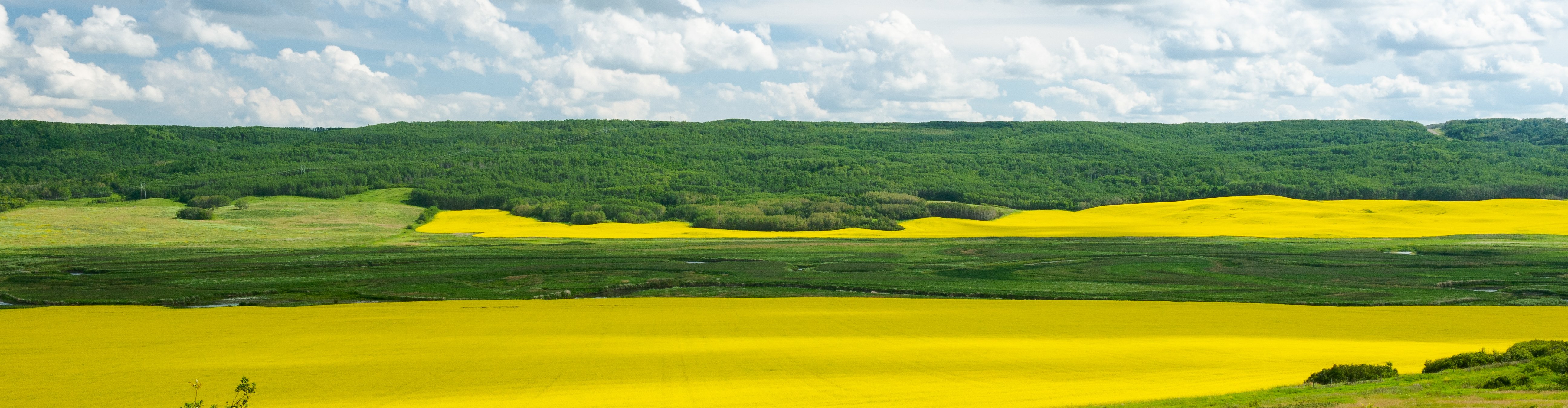 Canola in the valley banner image