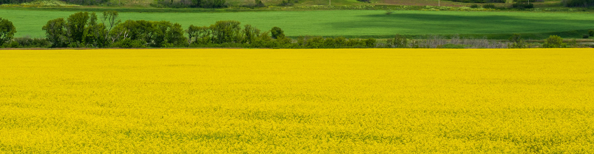 DWD Blog canola prairie