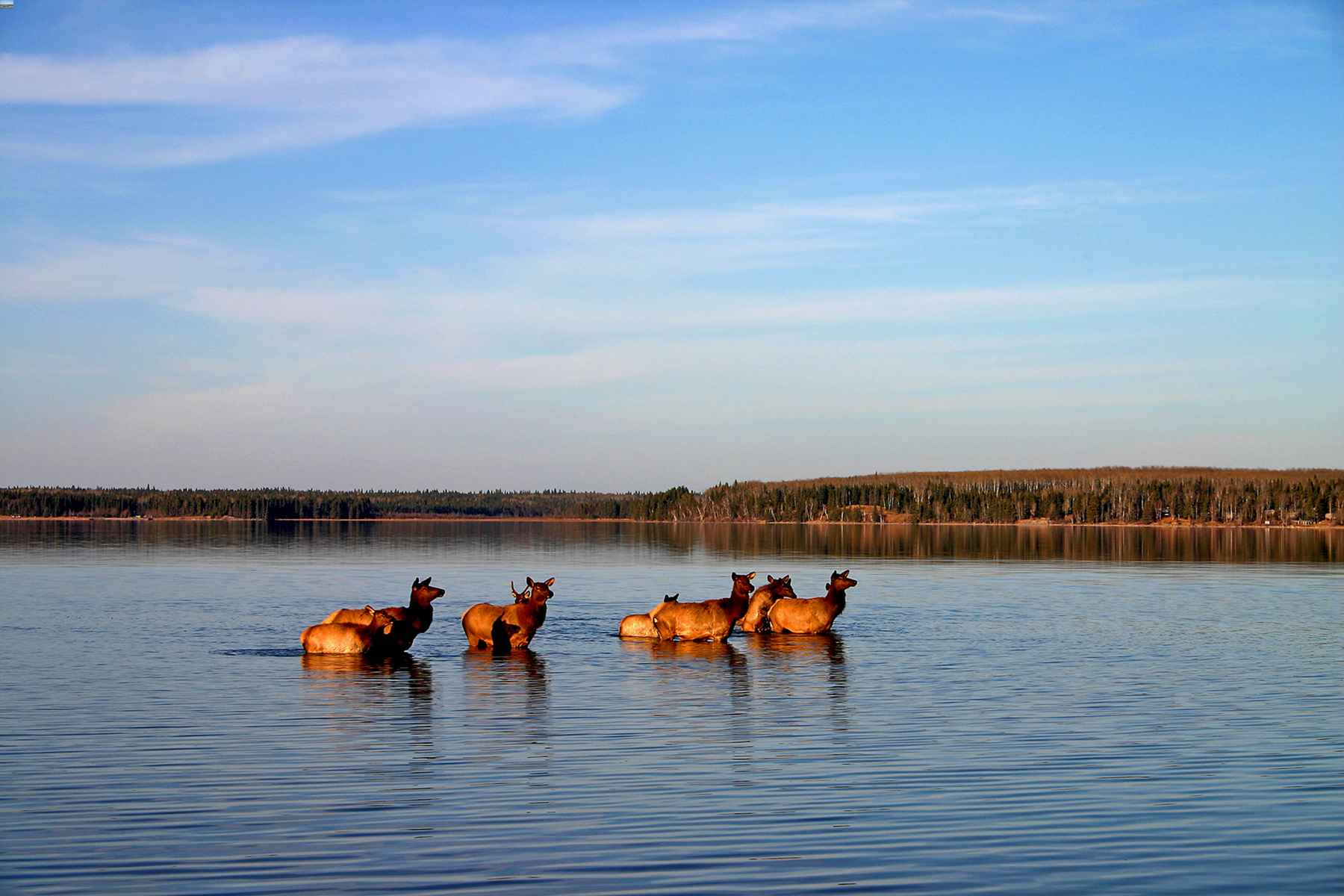 Elk swimming in a lake at Prince Albert National Park in Saskatchewan