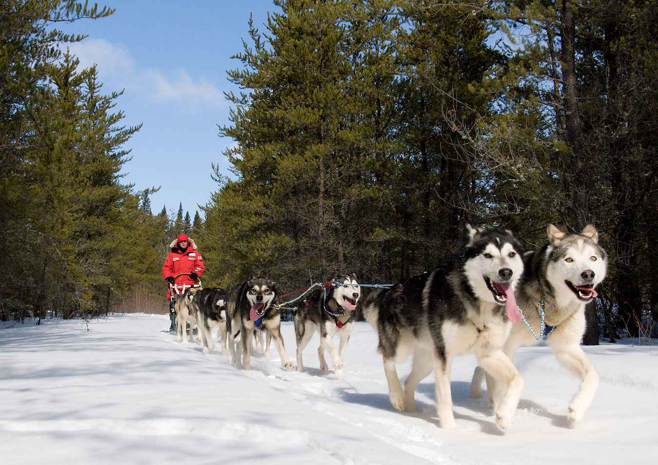 Dogs pulling a sled at Anglin Lake in Saskatchewan
