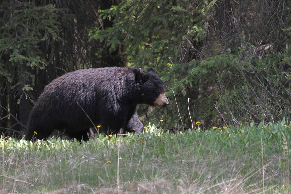 black bear in a meadow