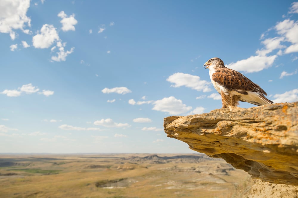 eagle overlooking a prairie landscape