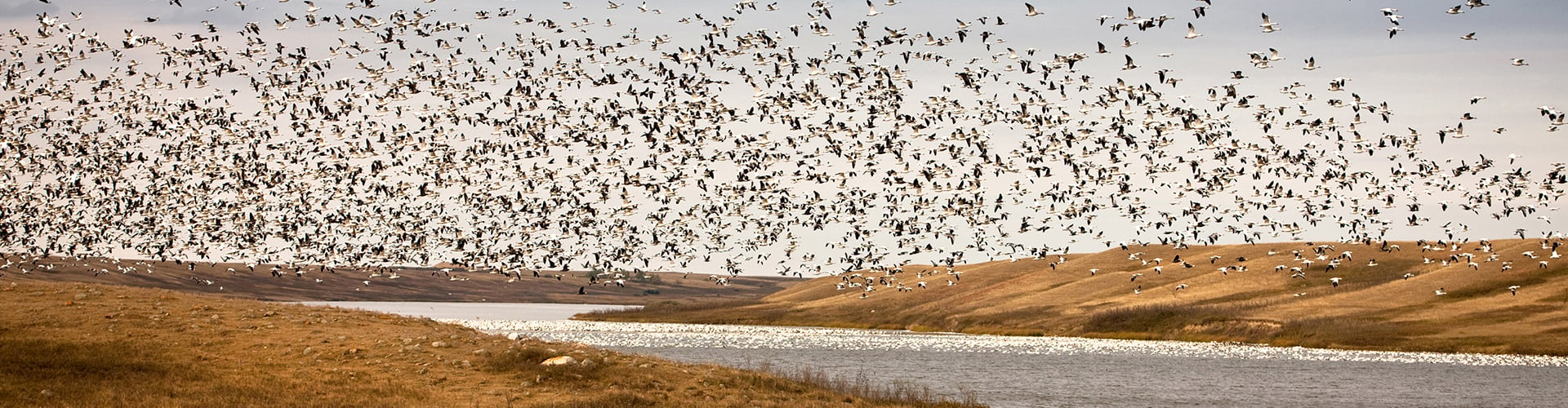 flock of birds over Saskatchewan prairie