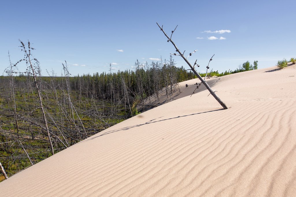 photo of sand dunes beside a forest in northern Saskatchewan