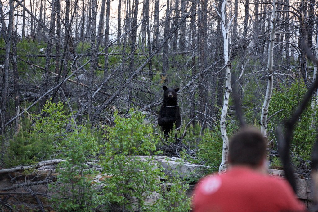 a black bear standing on its hind legs looking at the camera and a person just in front of the camera in a forest