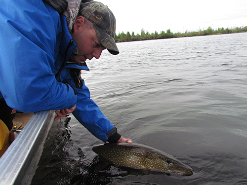 northern pike