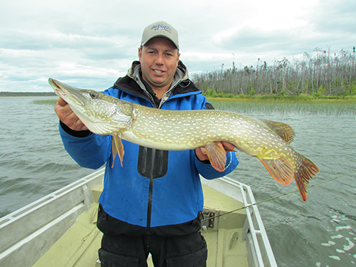 northern pike