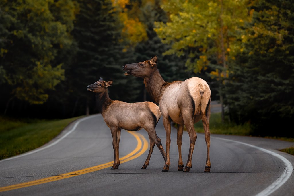 a mother and baby elk standing in the middle of a road in prince albert national park