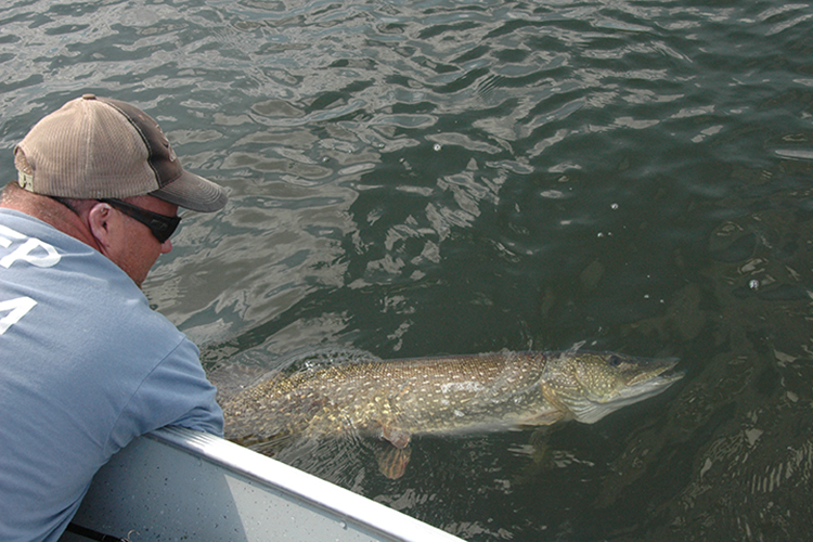 catch and release northern pike Cree Lake Lodge Saskatchewan