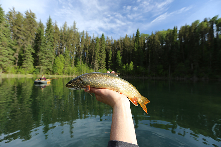 Fly fishing Narrow Hills Saskatchewan