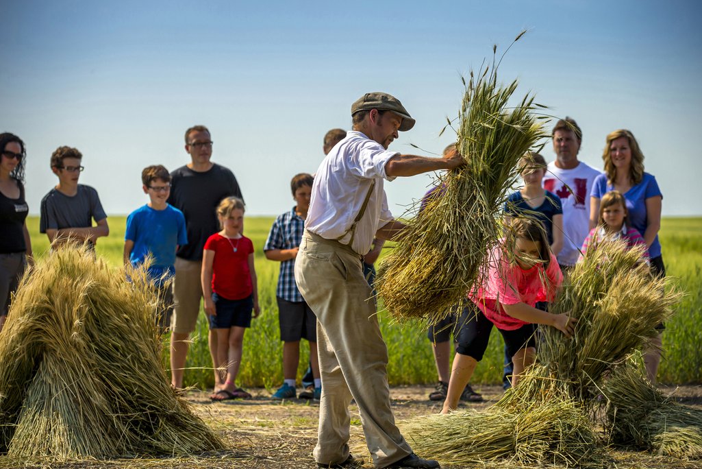 a staff interpreter in period dress showing a traditional way of harvesting wheat