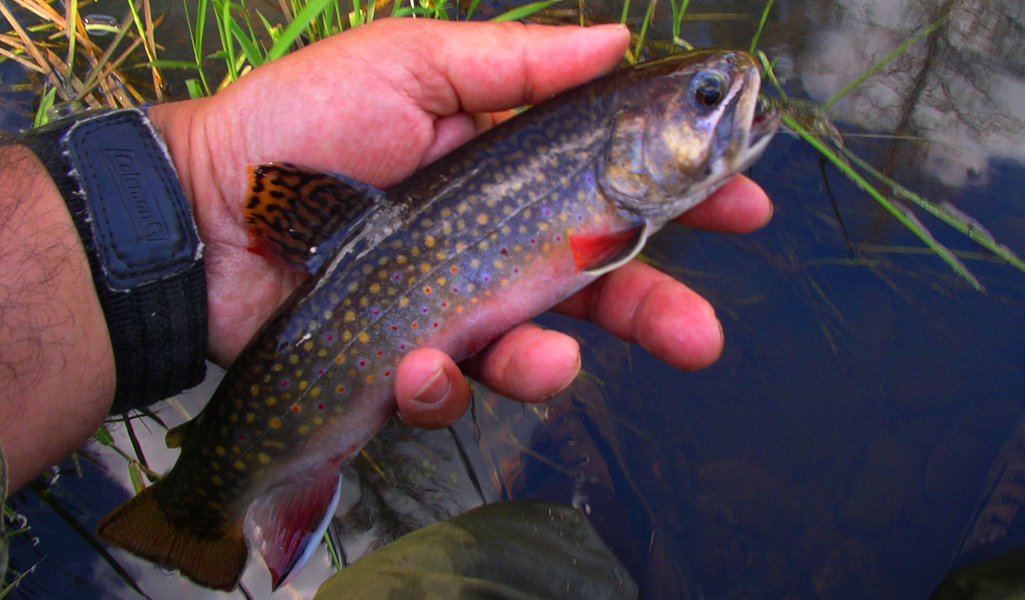 Cypress Hills Fly Fishing