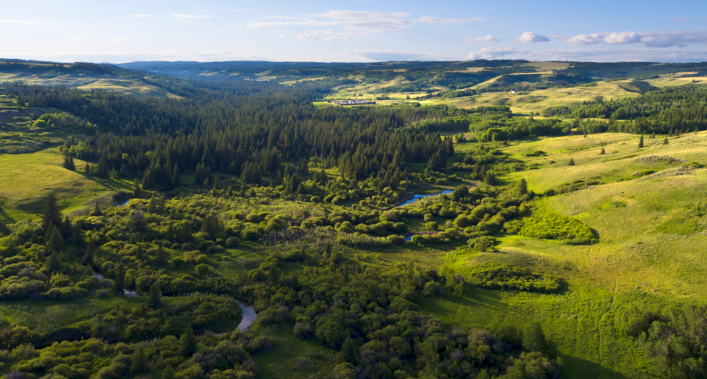 Cypress Hills Fly Fishing