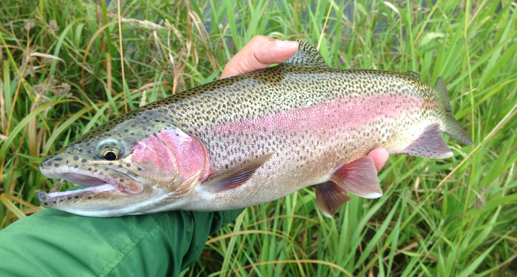 Cypress Hills Fly Fishing