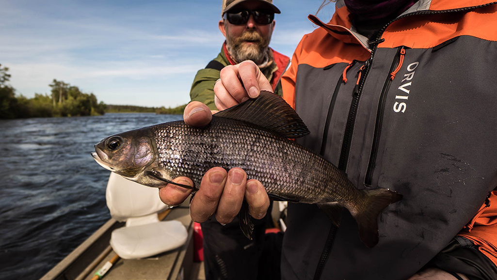 arctic grayling fish