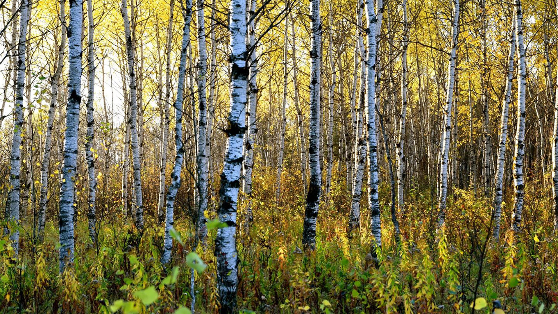 Unplug at Porcupine Hills Provincial Park