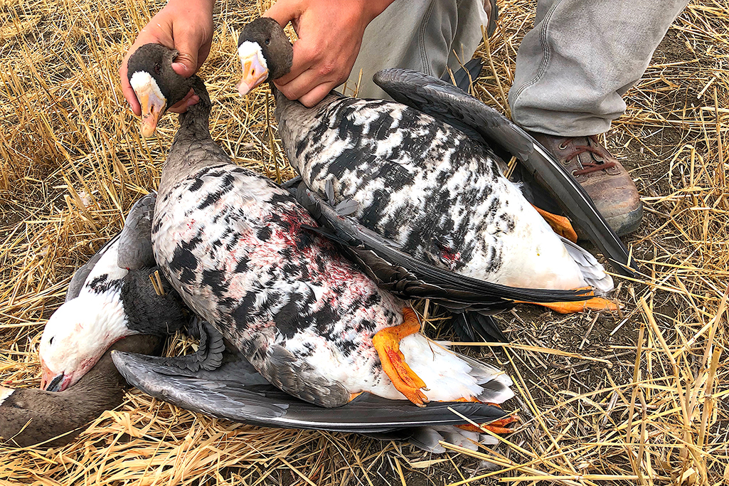 geese hunting