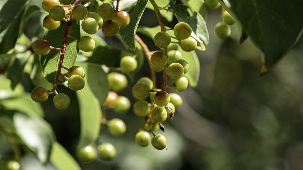 Medicinal plant walk