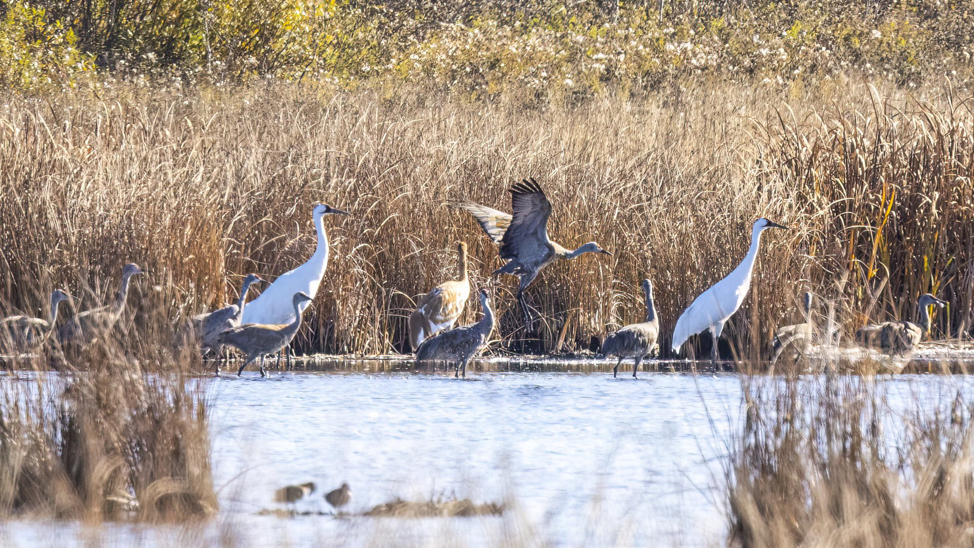 Exploring the Diversity of Birds in Saskatchewan