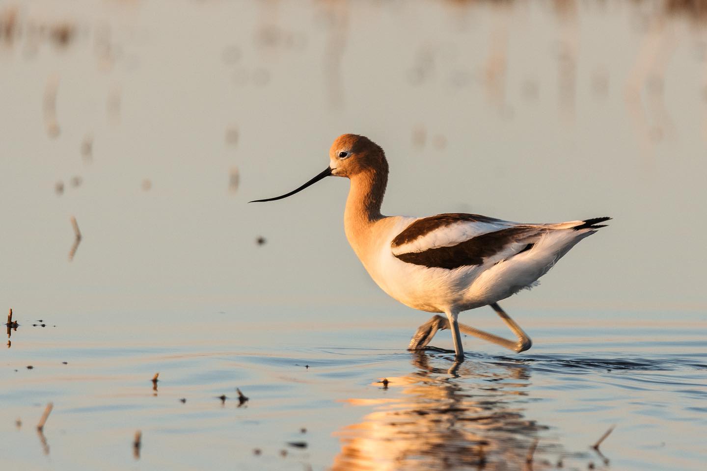 Searching for Shorebirds at Chaplin Lake