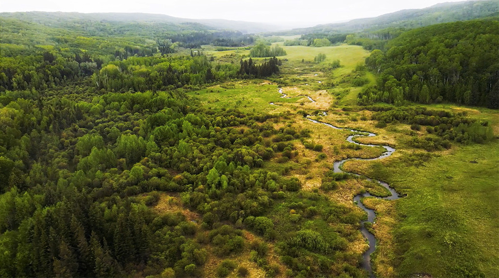From Warblers to Waterfowl: Birdwatching in Duck Mountain Provincial Park