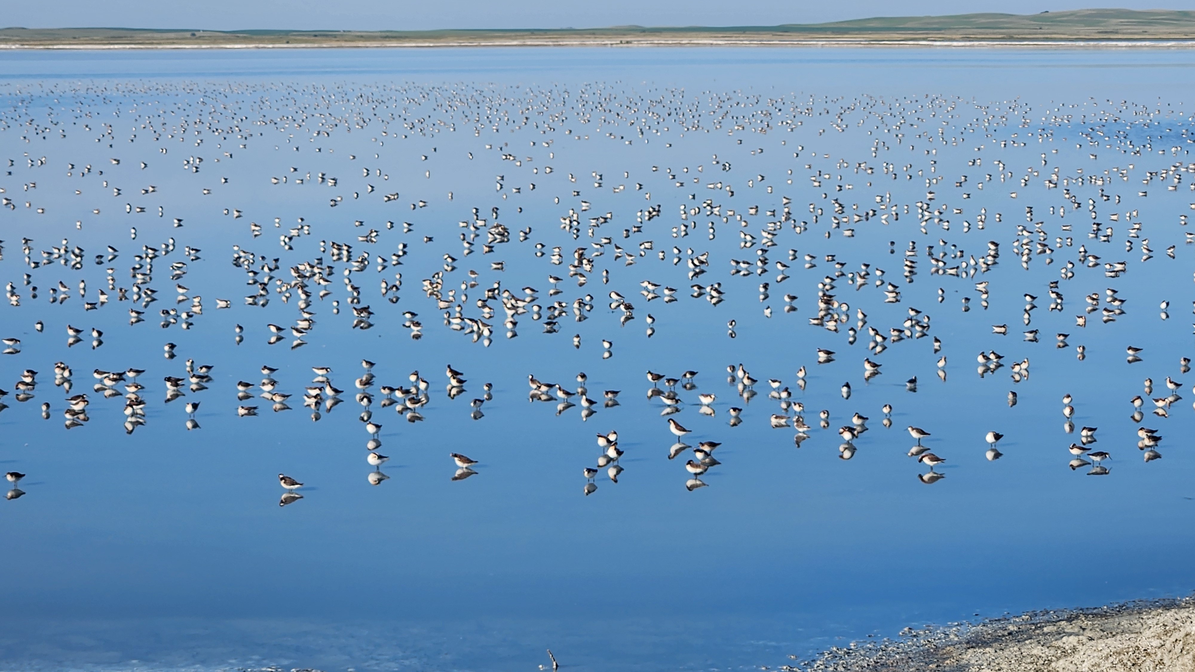 What Makes Saskatchewan a Great Place for Birdwatching?
