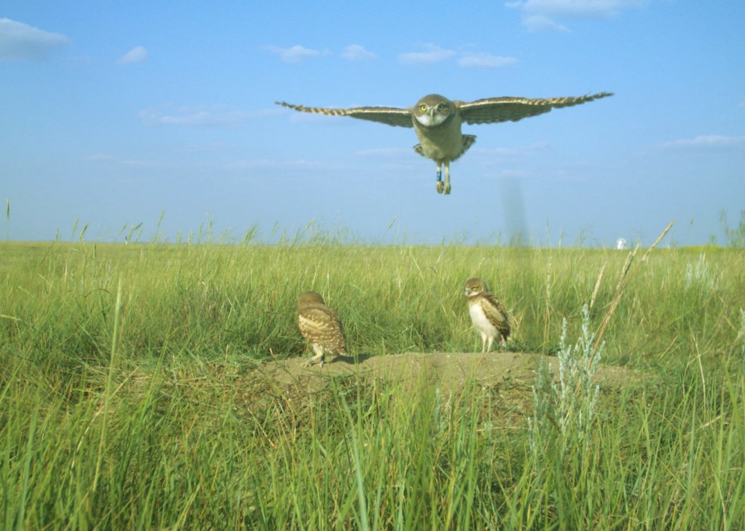 A rare burrowing owl near its nest in a southern Saskatchewan pastureland