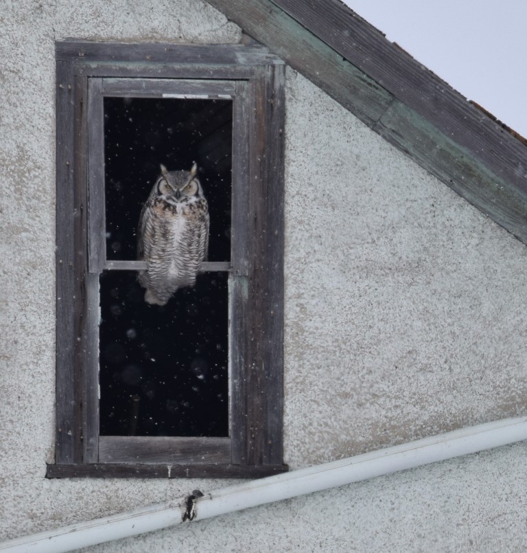 A Great Horned Owl perched on a building window near Regina, Saskatchewan