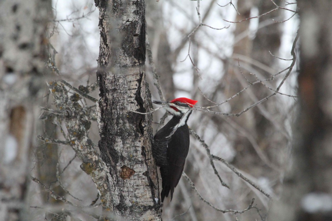 A Pileated Woodpecker perched on a tree trunk in a Saskatchewan forest