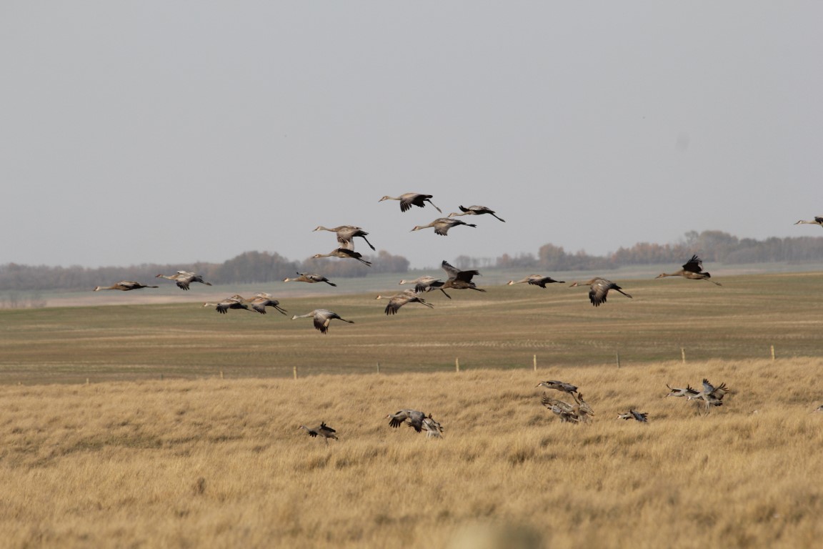 A group of Sandhill Cranes taking flight near Elbow, Saskatchewan