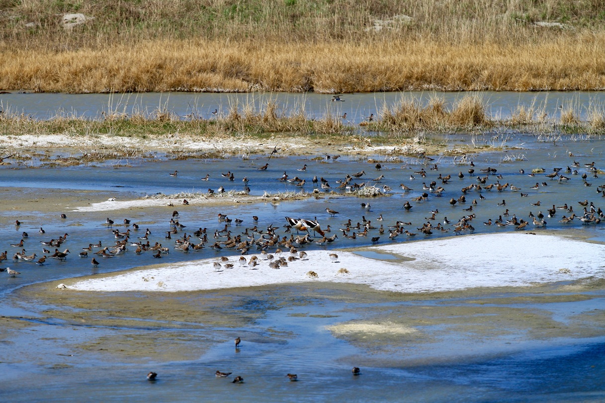 Many birds on Chaplin Lake.