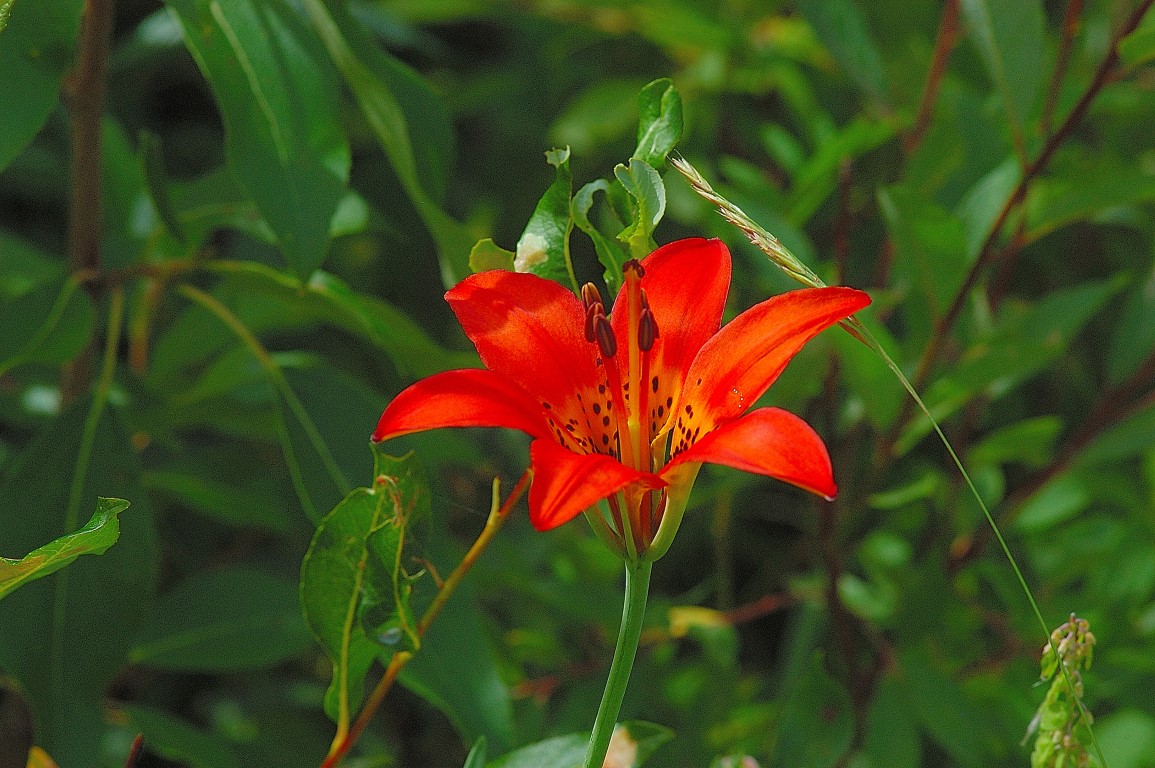 Western Red Lily