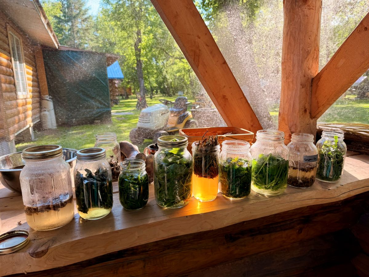 Foraged teas steeping before the tea ceremony